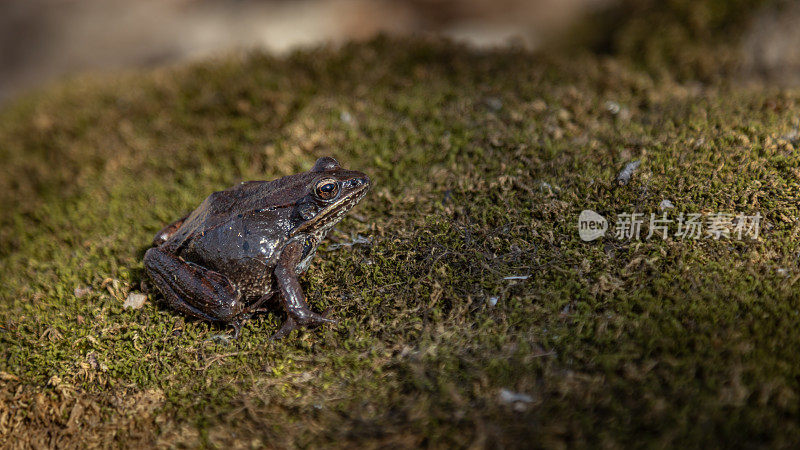 雄性林蛙或林蛙蛙(Lithobates sylvaticus)，雄性林蛙。